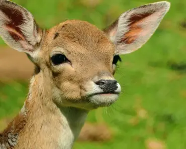 7 Proven Ways to Keep Deer from Eating Hostas