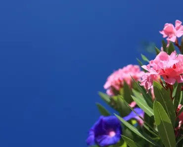 5 Proven Tips to Plant and Grow Oleander