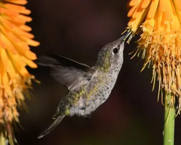 7 Flowers Hummingbirds Love: Choose Wisely
