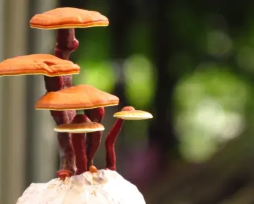 5 Stunning Flowering Bonsai Trees Even Beginners Can Grow