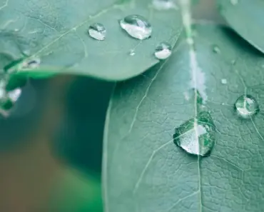 5 Simple Steps to Plant and Grow Akebia