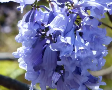 Grow & Care for Jacaranda Tree: 7 Easy Steps