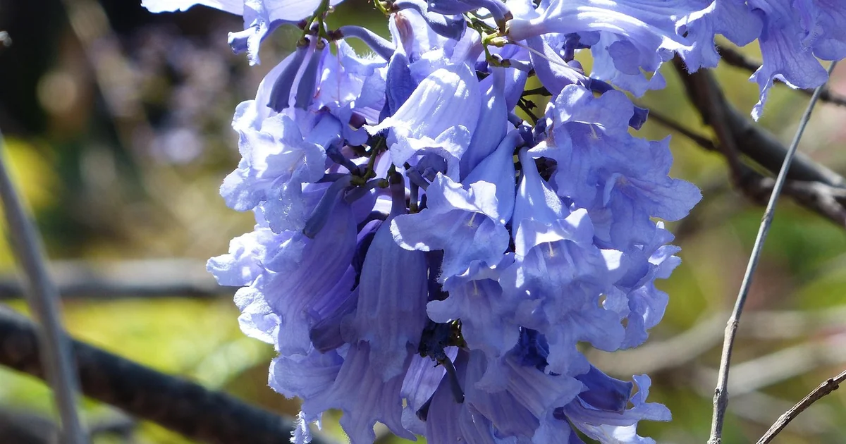Grow & Care for Jacaranda Tree: 7 Easy Steps jacaranda tree care