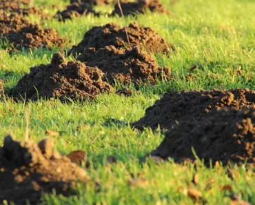 5 Steps to Safely Dispose of Used Lawn Mower Oil