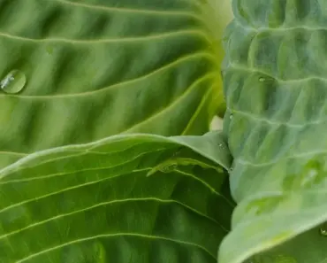 7 Vital Needs for Hostas in May: Complete Checklist