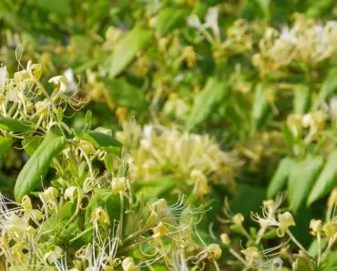 7 Fragrant Spring Flowering Vines to Grow on Your Patio