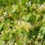 7 Fragrant Spring Flowering Vines to Grow on Your Patio