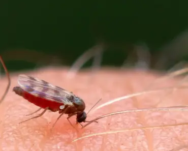7 Fast Fixes to Get Rid of Gnats in Your Kitchen Like a Pro