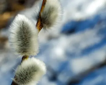 5 Simple Steps to Plant and Grow Willow