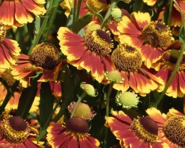 7 Crops That Bloom Beautifully in Flower Borders