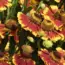 7 Crops That Bloom Beautifully in Flower Borders
