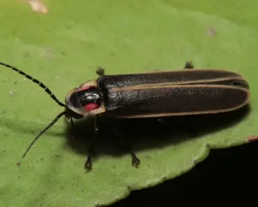 Want More Fireflies? Avoid This 1 Yard Mistake