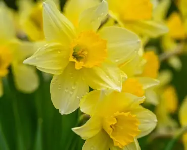 17 Types of Daffodils to Brighten Your Garden