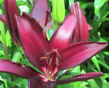 7 Simple Steps to Plant and Grow Daylily