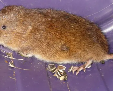 11 Natural Solutions to Get Rid of Voles for Good
