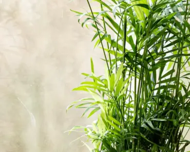 7 Easy Steps to Plant & Grow Bamboo Palm Indoors