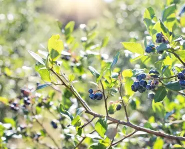 7 Secrets to Grow & Harvest Blueberries