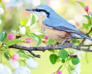 11 Must-Know Ways to Attract Bluebirds to Your Yard