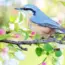 11 Must-Know Ways to Attract Bluebirds to Your Yard