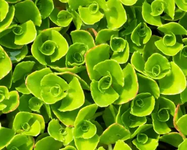 11 Best Sedum Stonecrop Ground Cover Varieties 11 Best Sedum Stonecrop Ground Cover Varieties