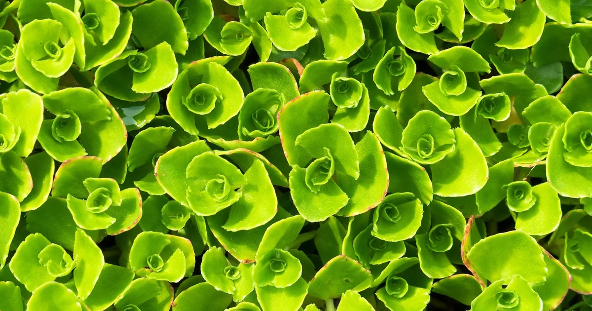 11 Best Sedum Stonecrop Ground Cover Varieties sedum ground cover
