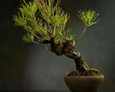 13 Bonsai Tree Species to Grow
