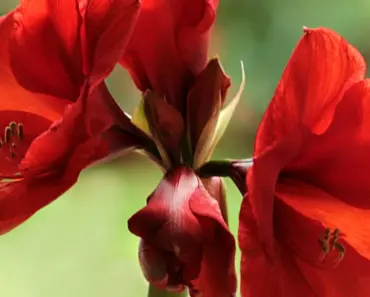 9 Common Houseplants: You Might Not Know They’re Poisonous