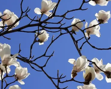 Reasons Neighbors Love Your Flowering Tree (And Planted One Too!)