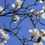 Reasons Neighbors Love Your Flowering Tree (And Planted One Too!)