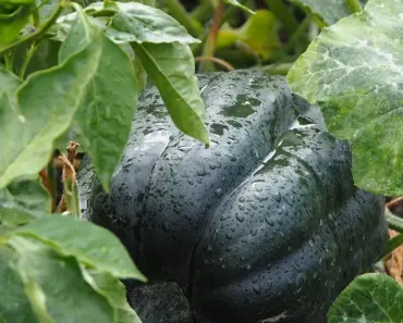 7 Ways to Plant Pumpkin Seeds for a Bountiful Harvest