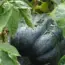 7 Ways to Plant Pumpkin Seeds for a Bountiful Harvest