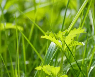 5 Tips to Plant and Grow Potentilla