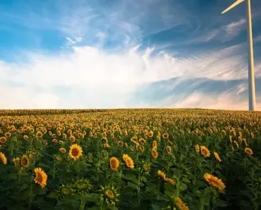 5 Signs It’s the Right Time to Plant Sunflowers