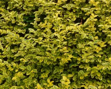 7 Things Gardeners Want You to Know Before Planting Privet