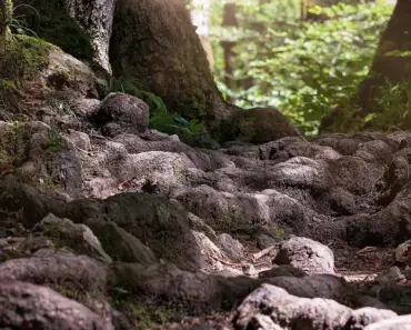5 Ways to Kill Tree Roots Safely