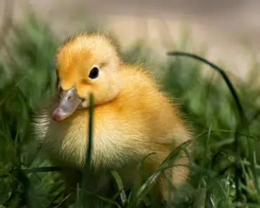 Birds Fighting in Your Yard? 5 Easy Ways to Peace