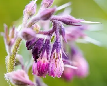 7 Best Crops for Stunning Flower Borders