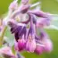 7 Best Crops for Stunning Flower Borders