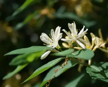 5 Easy Steps to Plant & Grow Honey Bush