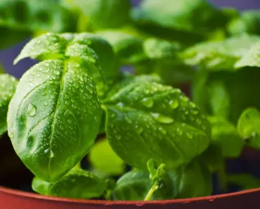 5 Reasons You Should Always Keep Basil from Flowering