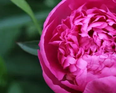 7 Ways to Get More Blooms from Roses in May