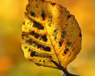 9 Golden-Leaf Plants to Brighten Your Garden