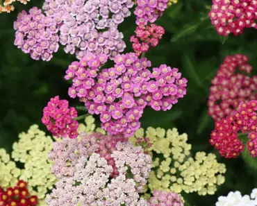 7 Secrets to Plant and Grow Yarrow