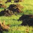 17 Essential Lawn Fertilizing Tips for the Greenest Grass