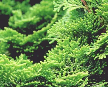 Types of Cypress Trees: 7 Easy to Grow