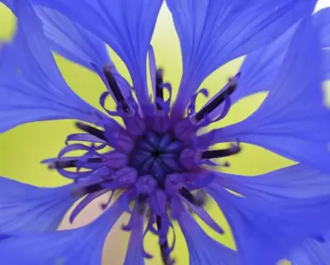 7 Secrets to Plant & Grow Centaurea