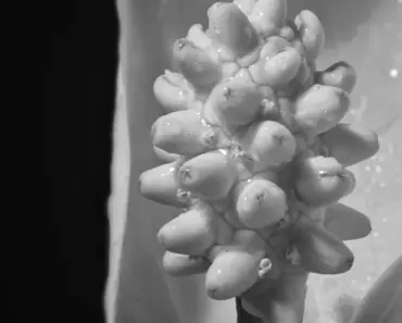 5 Reasons Your Peace Lily Leaves Are Turning Black