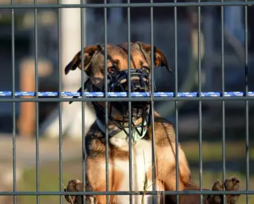 5 Simple Ways to Keep Your Dog From Ruining Your Garden