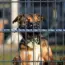 5 Simple Ways to Keep Your Dog From Ruining Your Garden