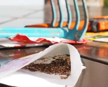 7 Seeds to Skip Starting in the Greenhouse (Grow Outside!)